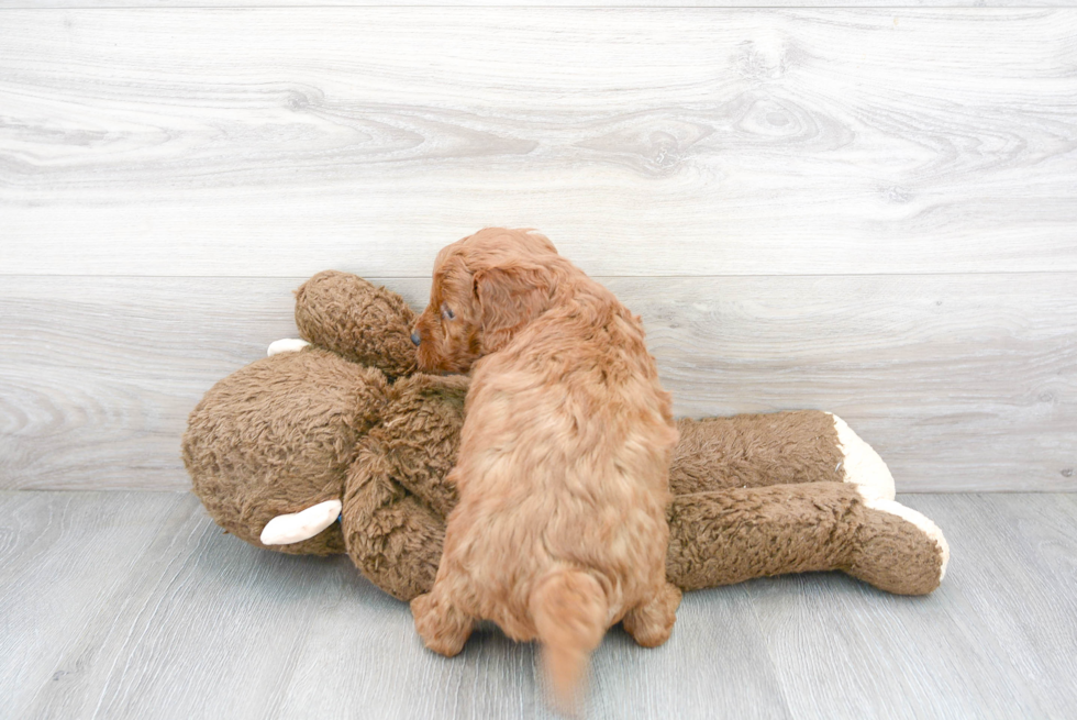 Best Mini Goldendoodle Baby