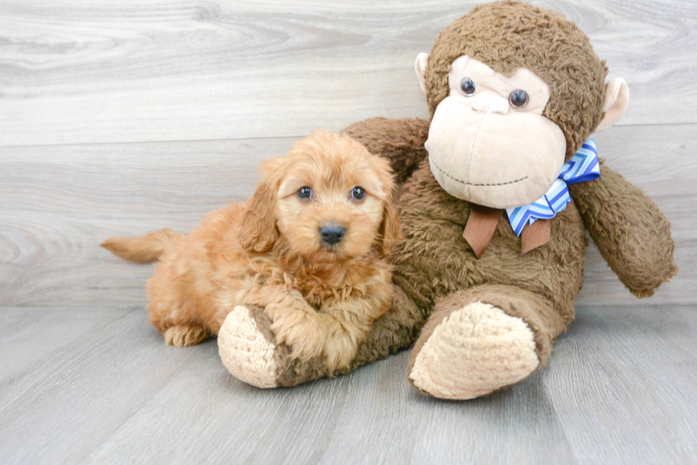 Best Mini Goldendoodle Baby