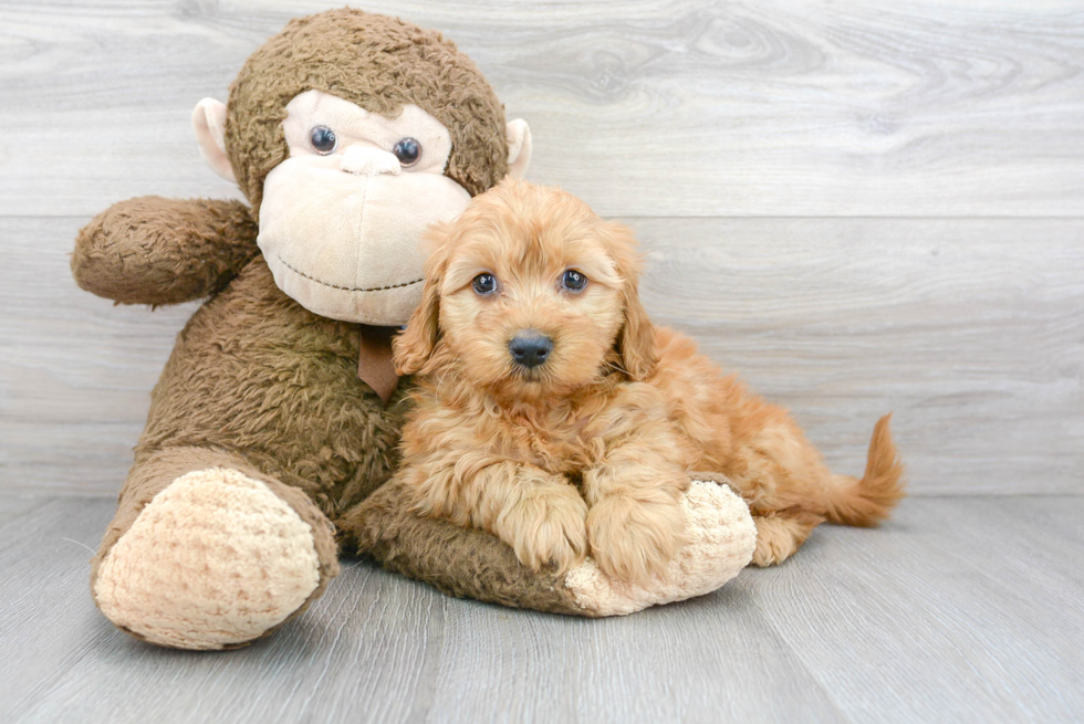 Best Mini Goldendoodle Baby