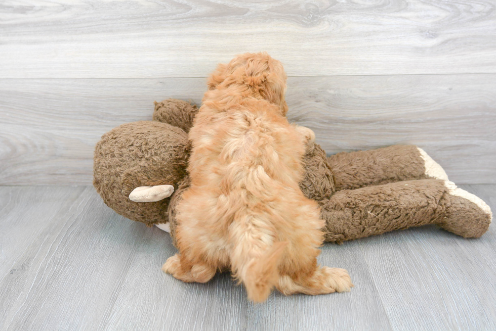 Playful Golden Retriever Poodle Mix Puppy