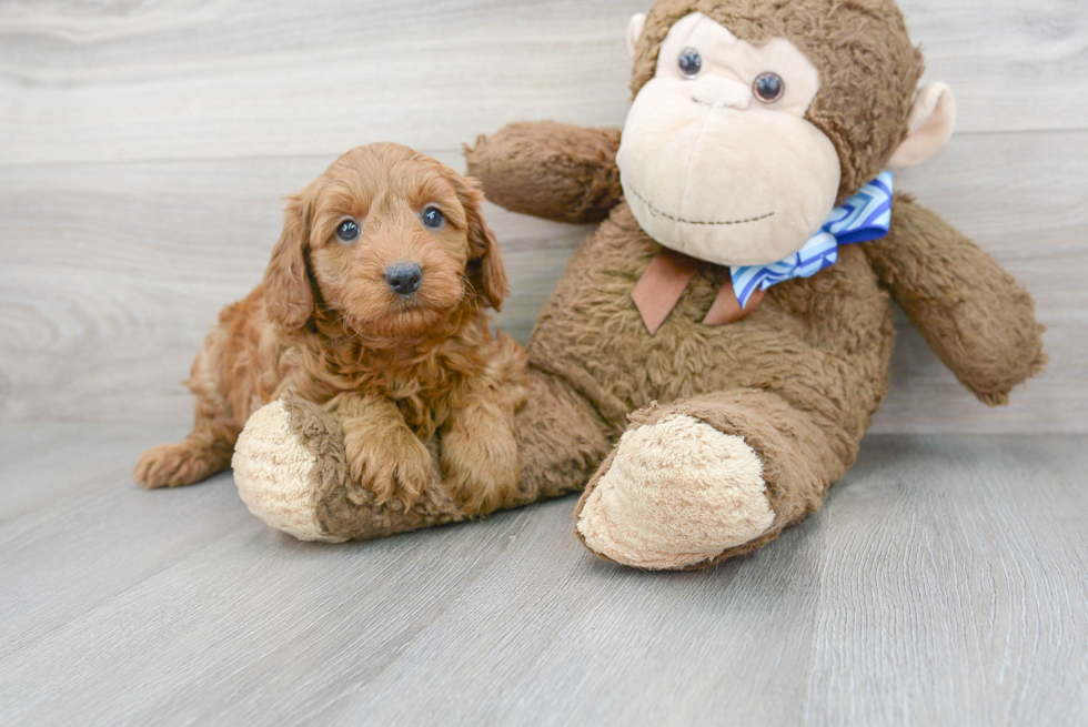 Funny Mini Goldendoodle Poodle Mix Pup