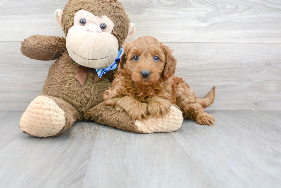 Popular Mini Goldendoodle Poodle Mix Pup