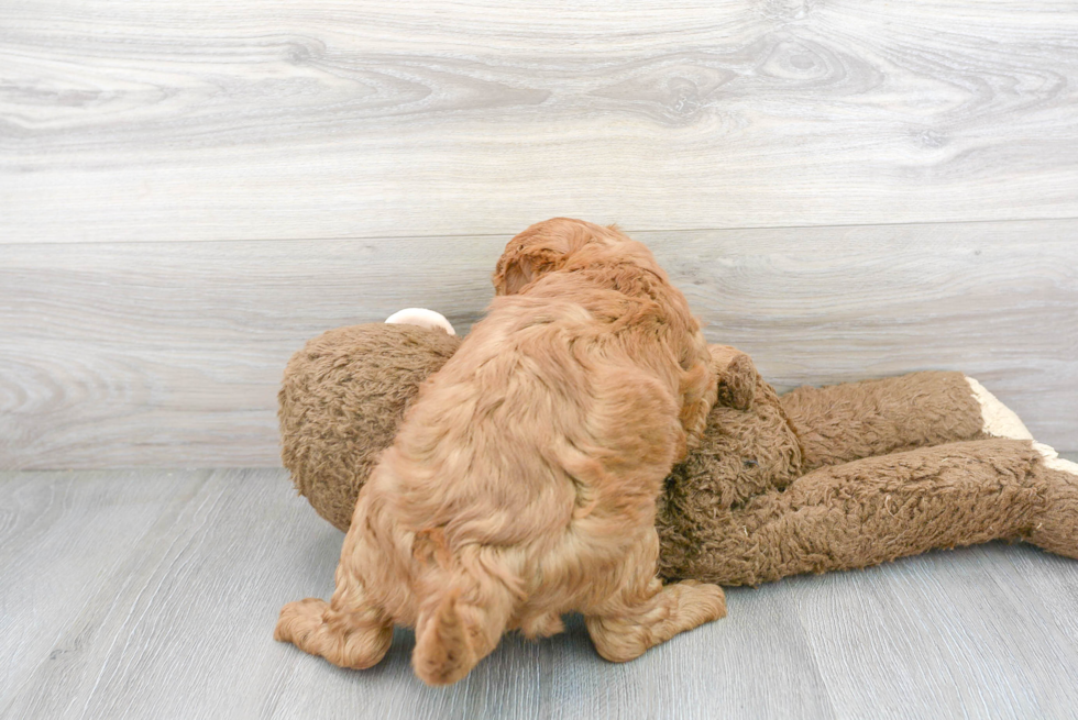 Adorable Golden Retriever Poodle Mix Puppy