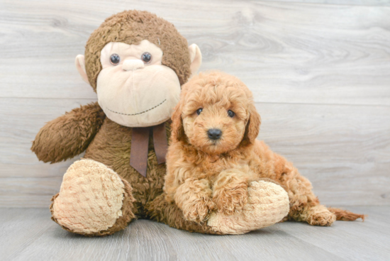 Mini Goldendoodle Pup Being Cute