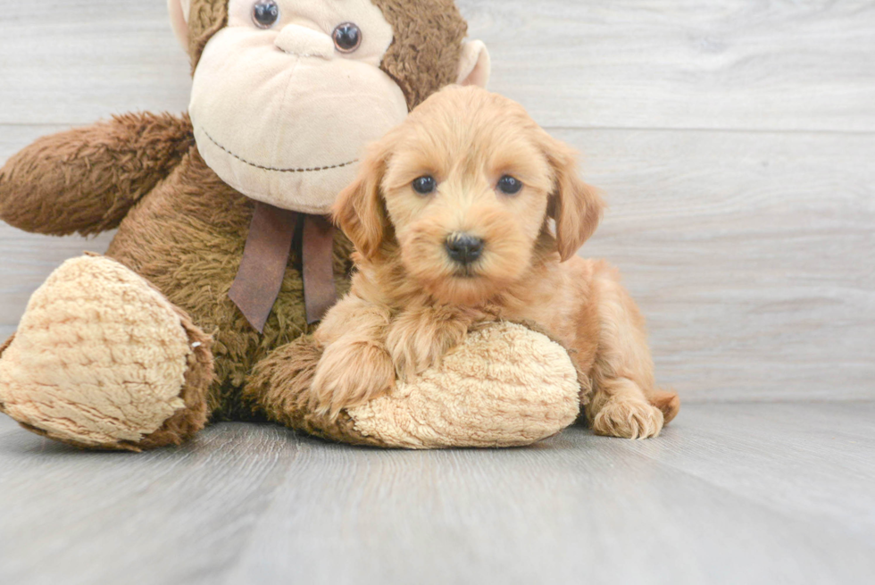 Fluffy Mini Goldendoodle Poodle Mix Pup