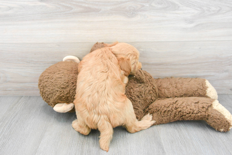 Popular Mini Goldendoodle Poodle Mix Pup