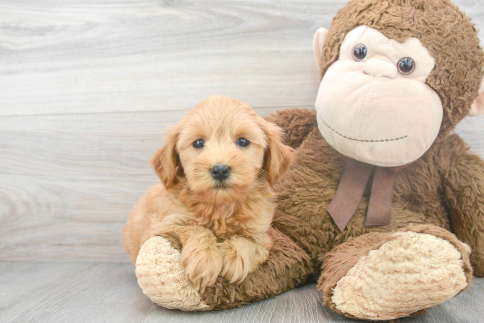 Hypoallergenic Golden Retriever Poodle Mix Puppy