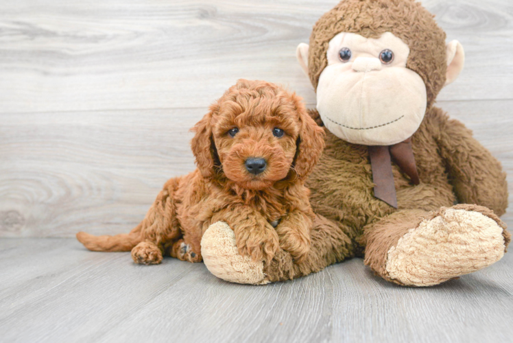 Best Mini Goldendoodle Baby