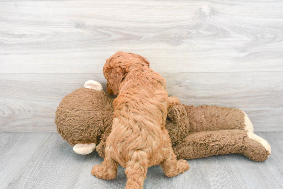 Mini Goldendoodle Pup Being Cute