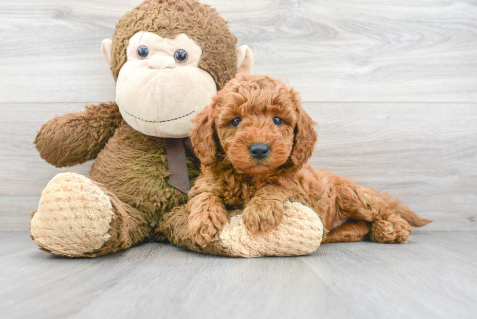 Sweet Mini Goldendoodle Baby