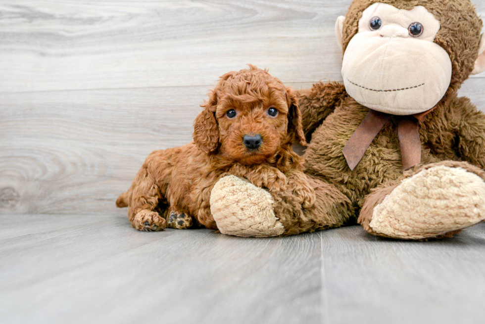 Mini Goldendoodle Pup Being Cute