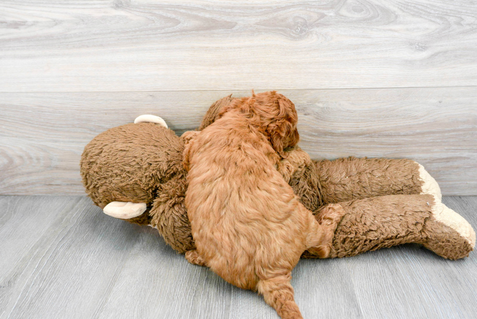 Mini Goldendoodle Puppy for Adoption