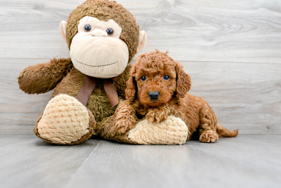 Playful Golden Retriever Poodle Mix Puppy