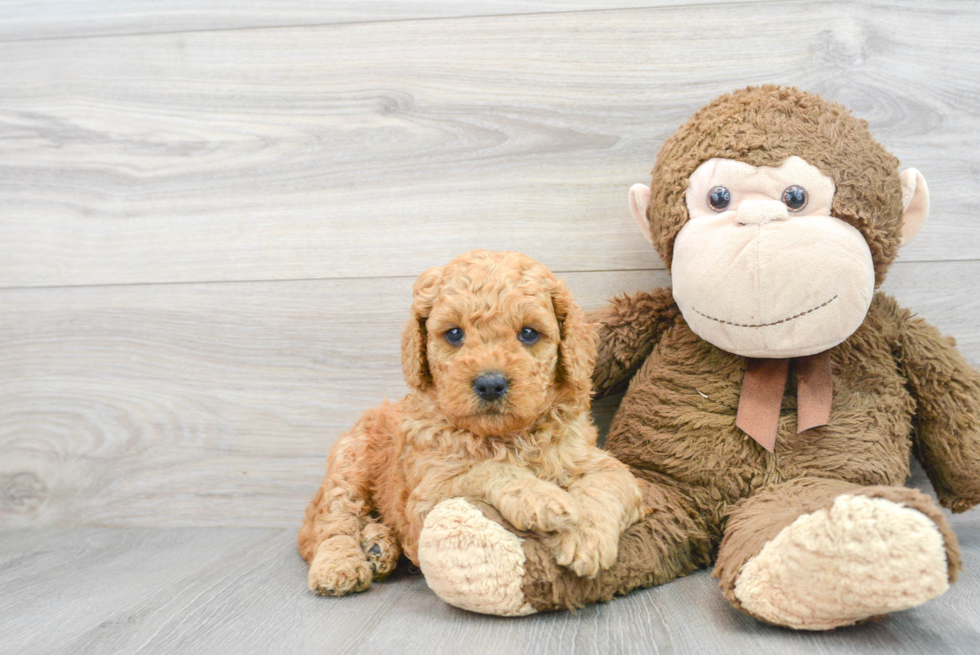 Funny Mini Goldendoodle Poodle Mix Pup