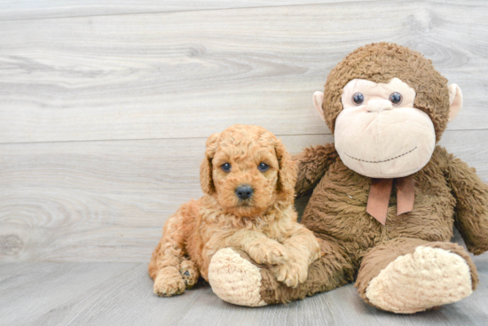 Funny Mini Goldendoodle Poodle Mix Pup