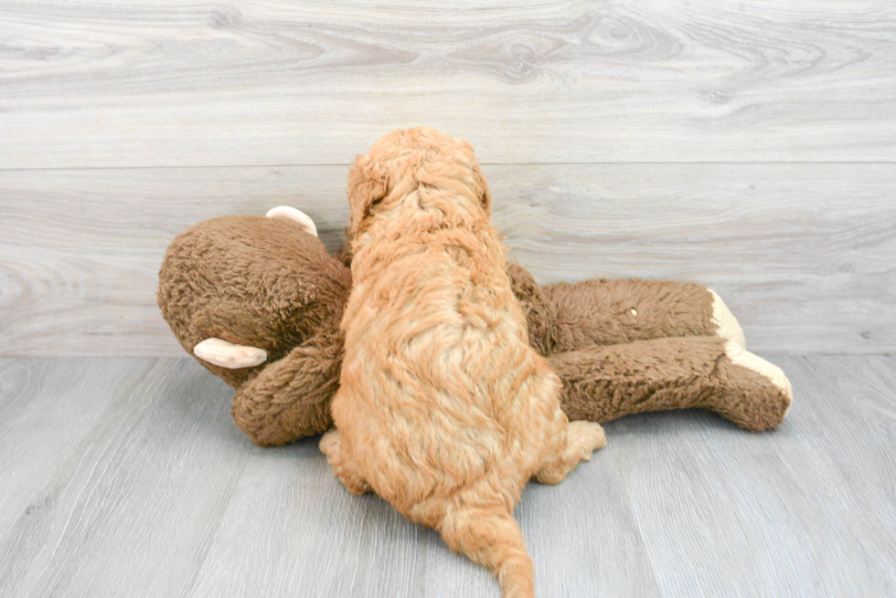 Best Mini Goldendoodle Baby