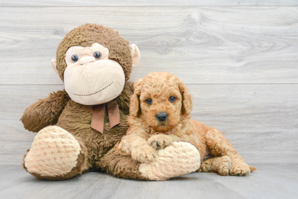 Mini Goldendoodle Puppy for Adoption