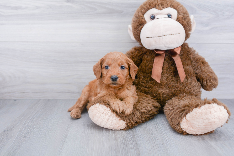 Mini Goldendoodle Puppy for Adoption