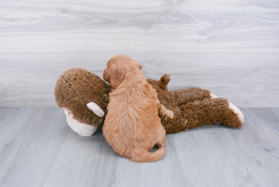 Petite Mini Goldendoodle Poodle Mix Pup