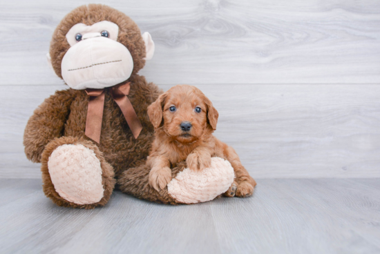 Adorable Golden Retriever Poodle Mix Puppy