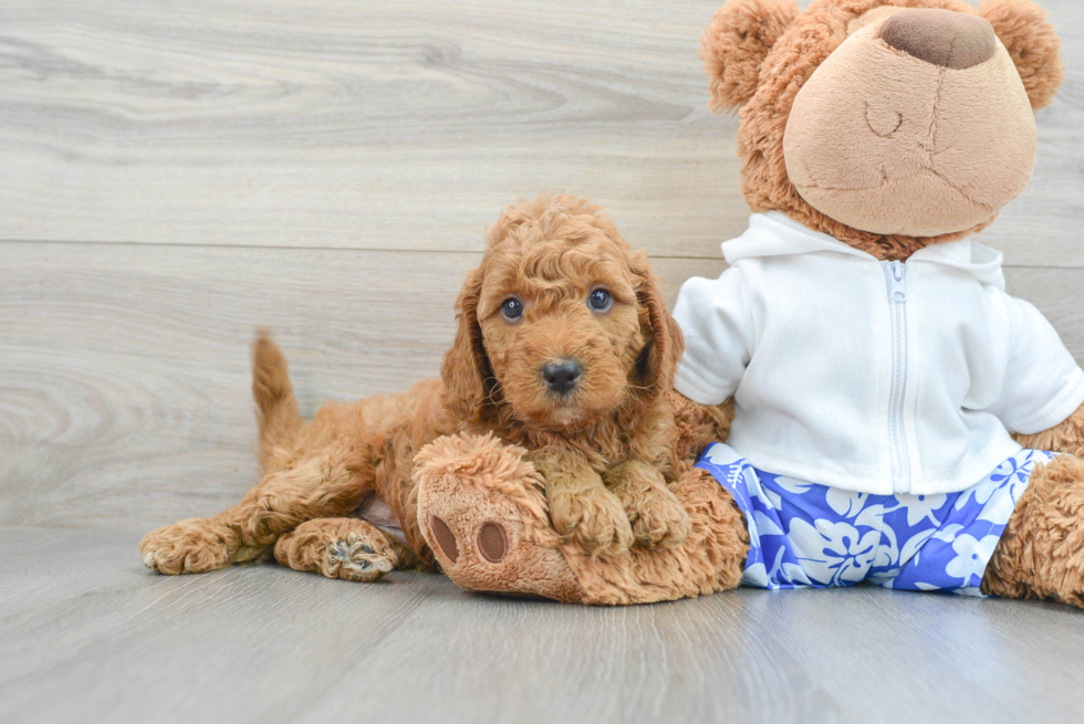 Mini Goldendoodle Puppy for Adoption
