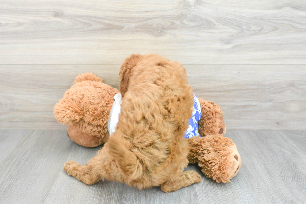 Adorable Golden Retriever Poodle Mix Puppy
