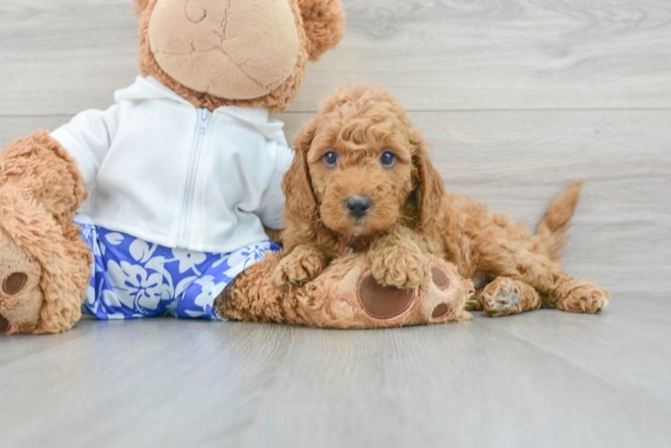 Cute Mini Goldendoodle Baby