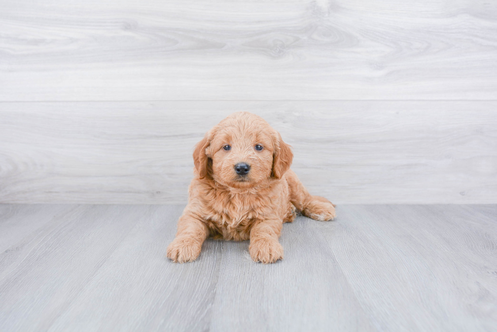 Mini Goldendoodle Pup Being Cute