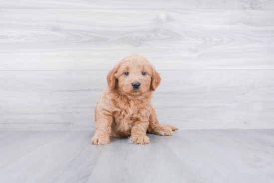 Small Mini Goldendoodle Baby