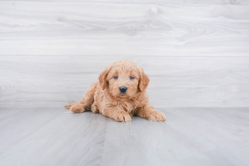 Best Mini Goldendoodle Baby