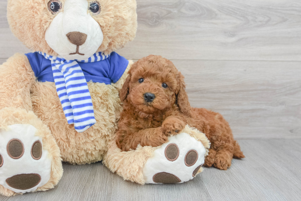 Little Golden Retriever Poodle Mix Puppy