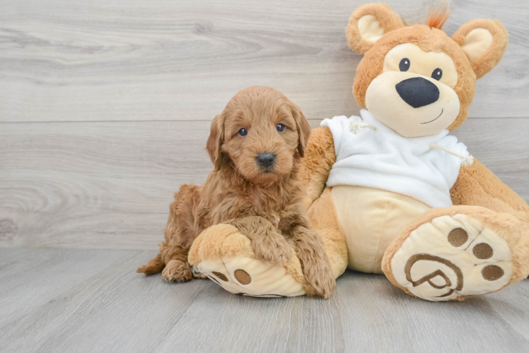 Mini Goldendoodle Pup Being Cute