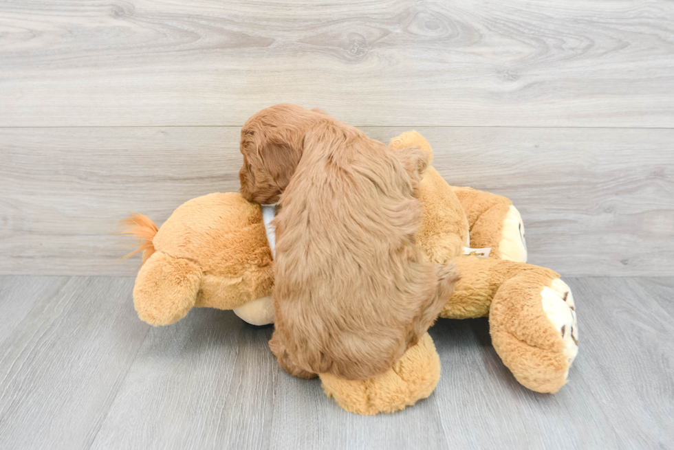 Small Mini Goldendoodle Baby