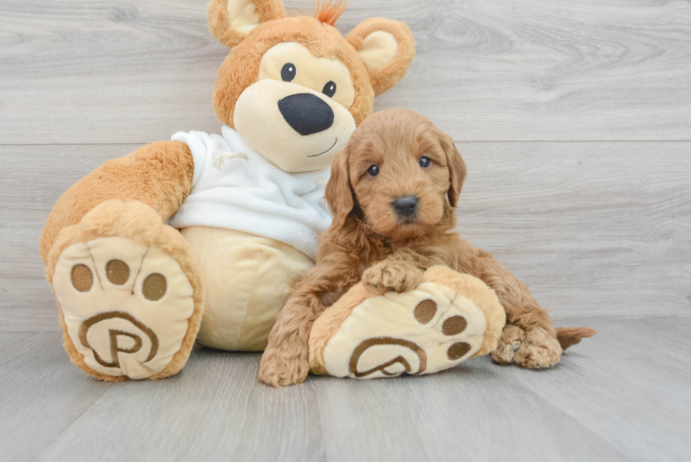 Petite Mini Goldendoodle Poodle Mix Pup