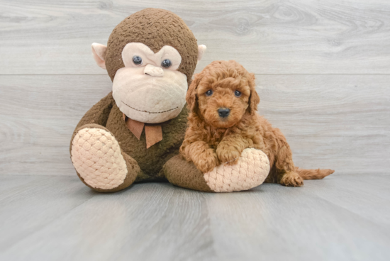 Happy Mini Goldendoodle Baby