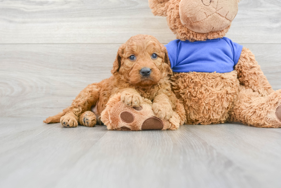 Best Mini Goldendoodle Baby