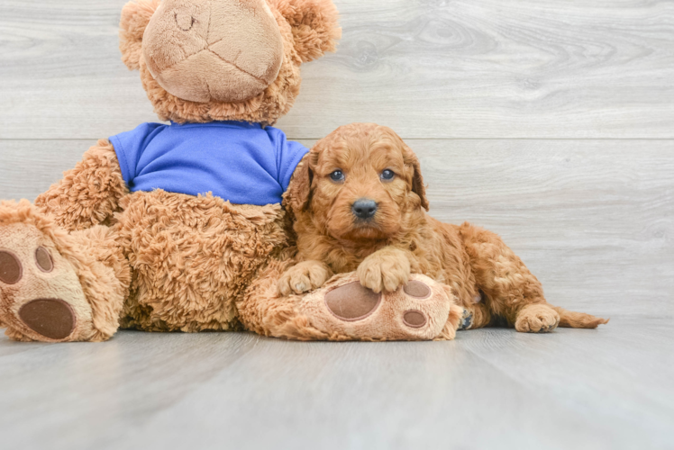 Best Mini Goldendoodle Baby