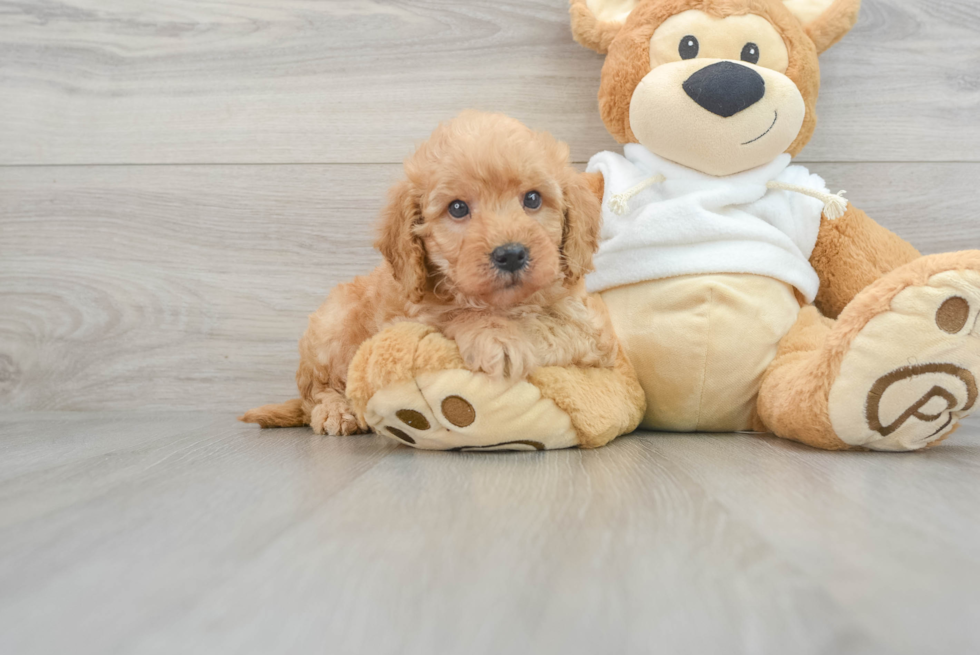 Small Mini Goldendoodle Baby