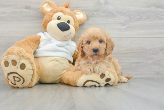 Mini Goldendoodle Pup Being Cute