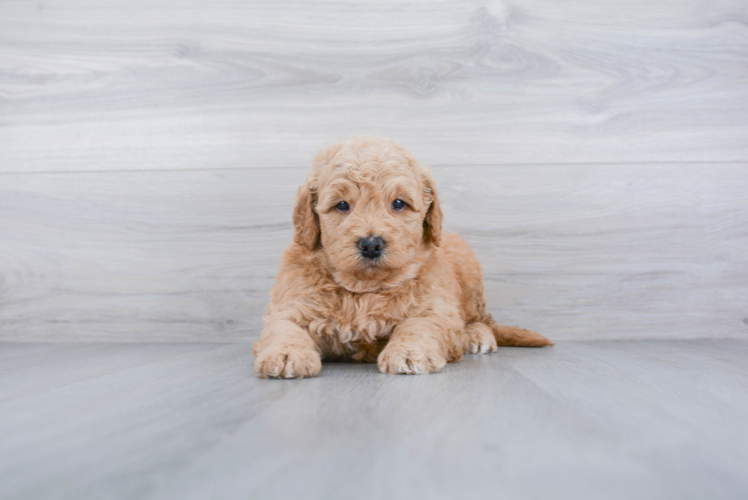 Mini Goldendoodle Pup Being Cute