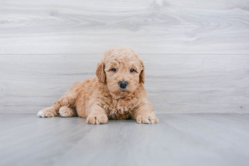 Adorable Golden Retriever Poodle Mix Puppy