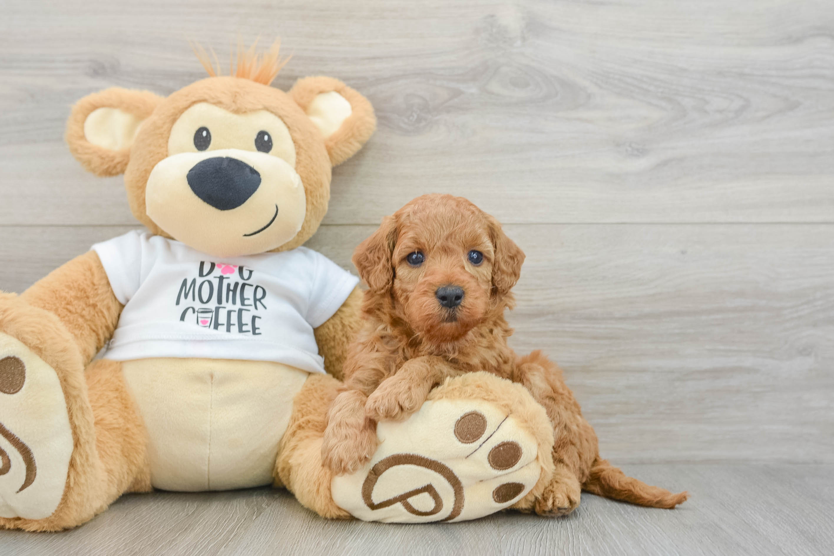 Mini Goldendoodle Puppy for Adoption