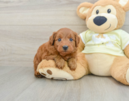7 week old Mini Goldendoodle Puppy For Sale - Premier Pups