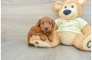 Hypoallergenic Mini Goldiepoo Poodle Mix Puppy