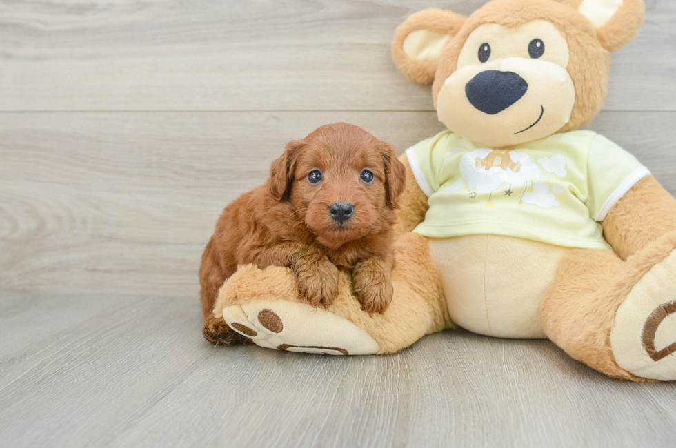 5 week old Mini Goldendoodle Puppy For Sale - Premier Pups