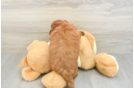 Best Mini Goldendoodle Baby