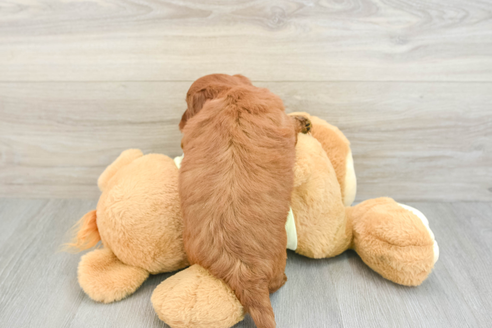 Best Mini Goldendoodle Baby