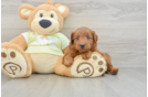 Mini Goldendoodle Puppy for Adoption