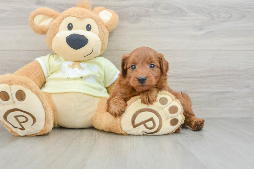 Mini Goldendoodle Puppy for Adoption