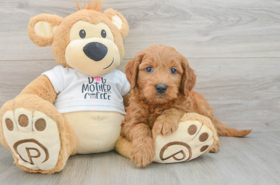 6 week old Mini Goldendoodle Puppy For Sale - Premier Pups